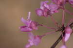 Eastern redbud